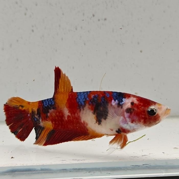 Betta splendens vrouw 76, Dieren en Toebehoren, Vis