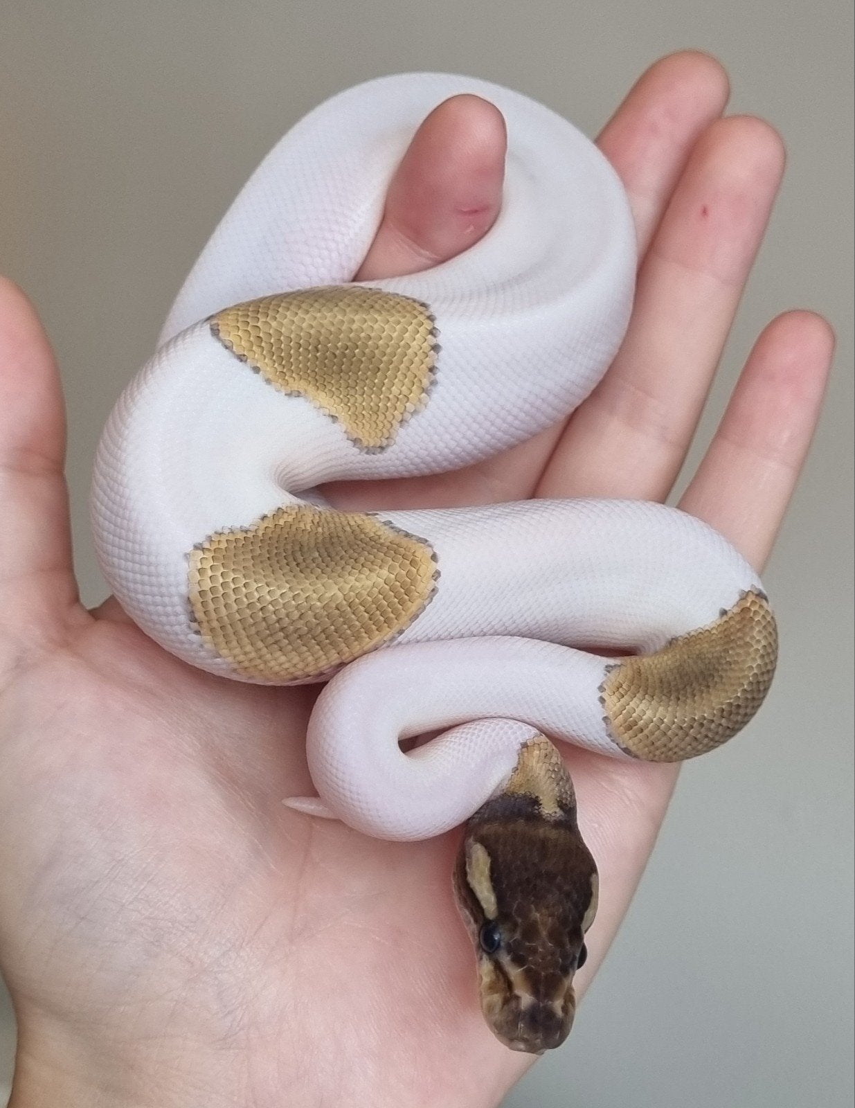 1.0 mojave piebald 66% het lavender albino koningspython Ball Python - male for sale from Rocking Reptiles