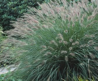 Te koop mooie siergrassen lampenpoetsengras/ japansbloedgras, Ophalen of Verzenden, Siergrassen, Volle zon