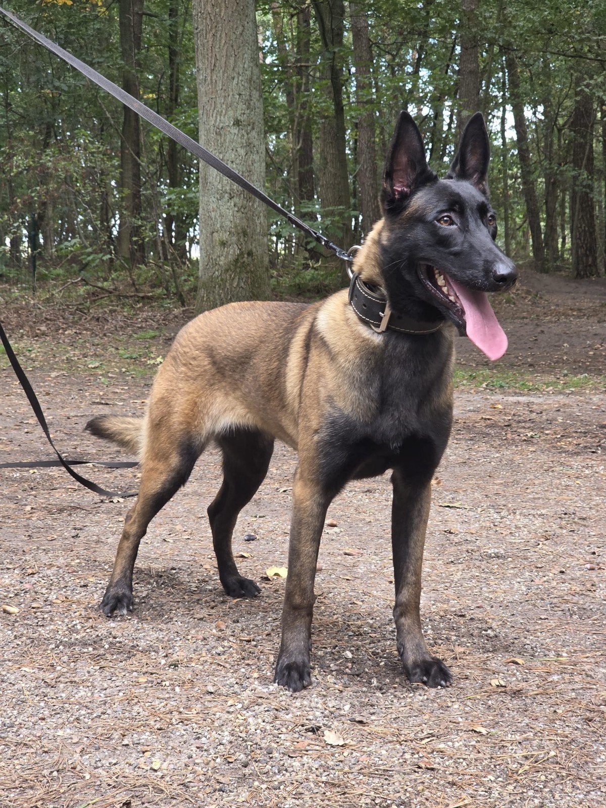 knpv mechelse herder teef, Dieren en Toebehoren, 15 weken tot 1 jaar, Teef, Eén hond, Herder