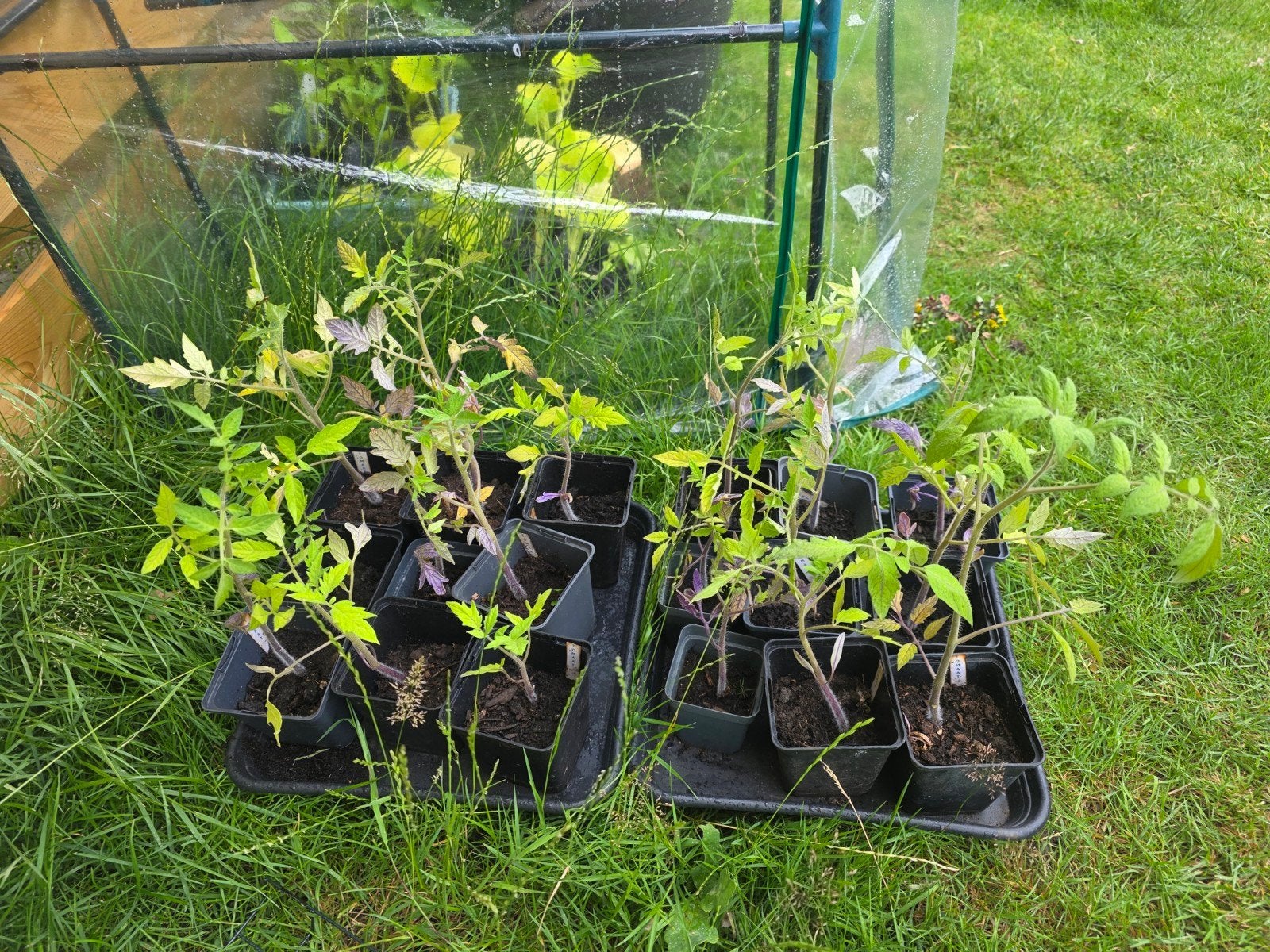 Tomaten planten, Ophalen, Eenjarig, Groenteplanten, Volle zon