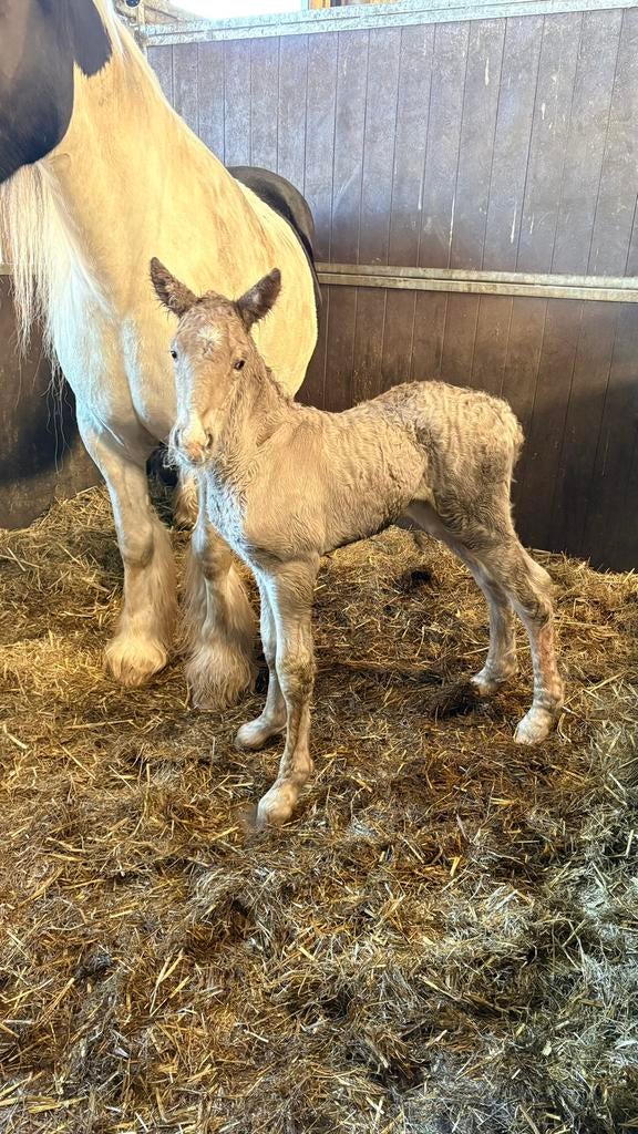 knappe tinker hengst veulen, Hengst, Niet van toepassing, Minder dan 160 cm, 0 tot 2 jaar