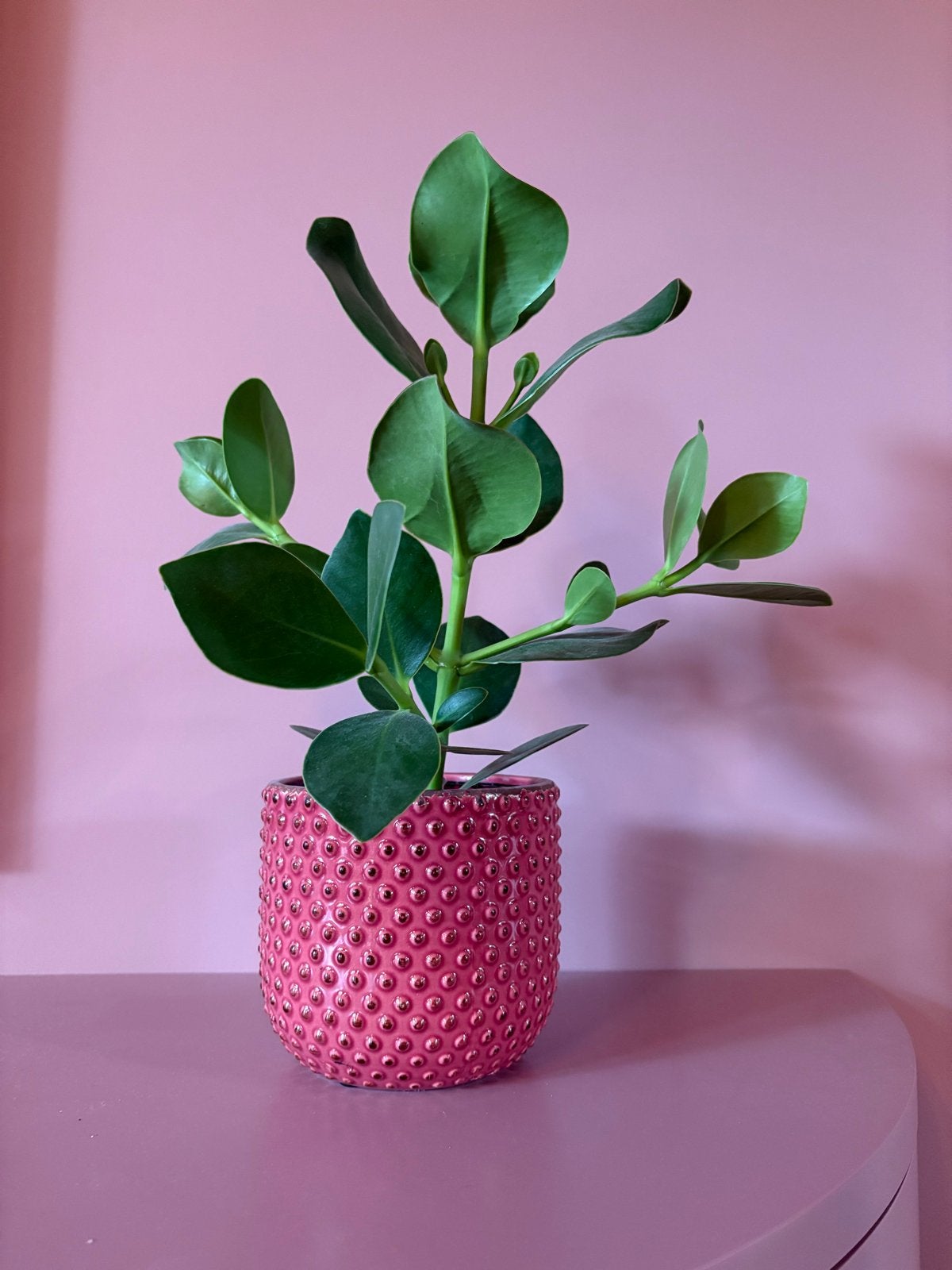 Roze bloempot met bubbeltextuur, 25 tot 40 cm, Verzenden, Rond, Binnen