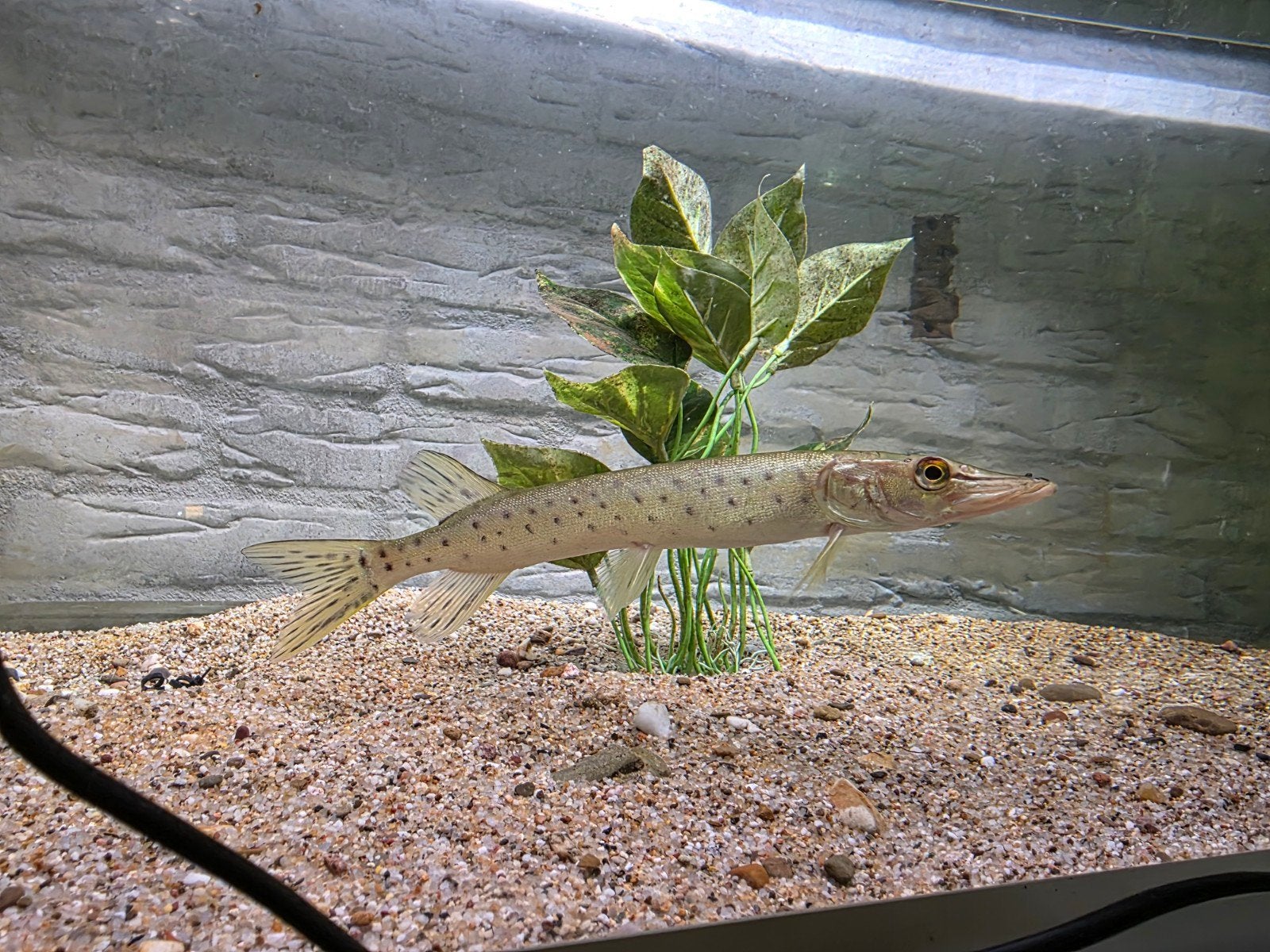 amur pike. amur snoek esox reichertii, Dieren en Toebehoren, Overige soorten