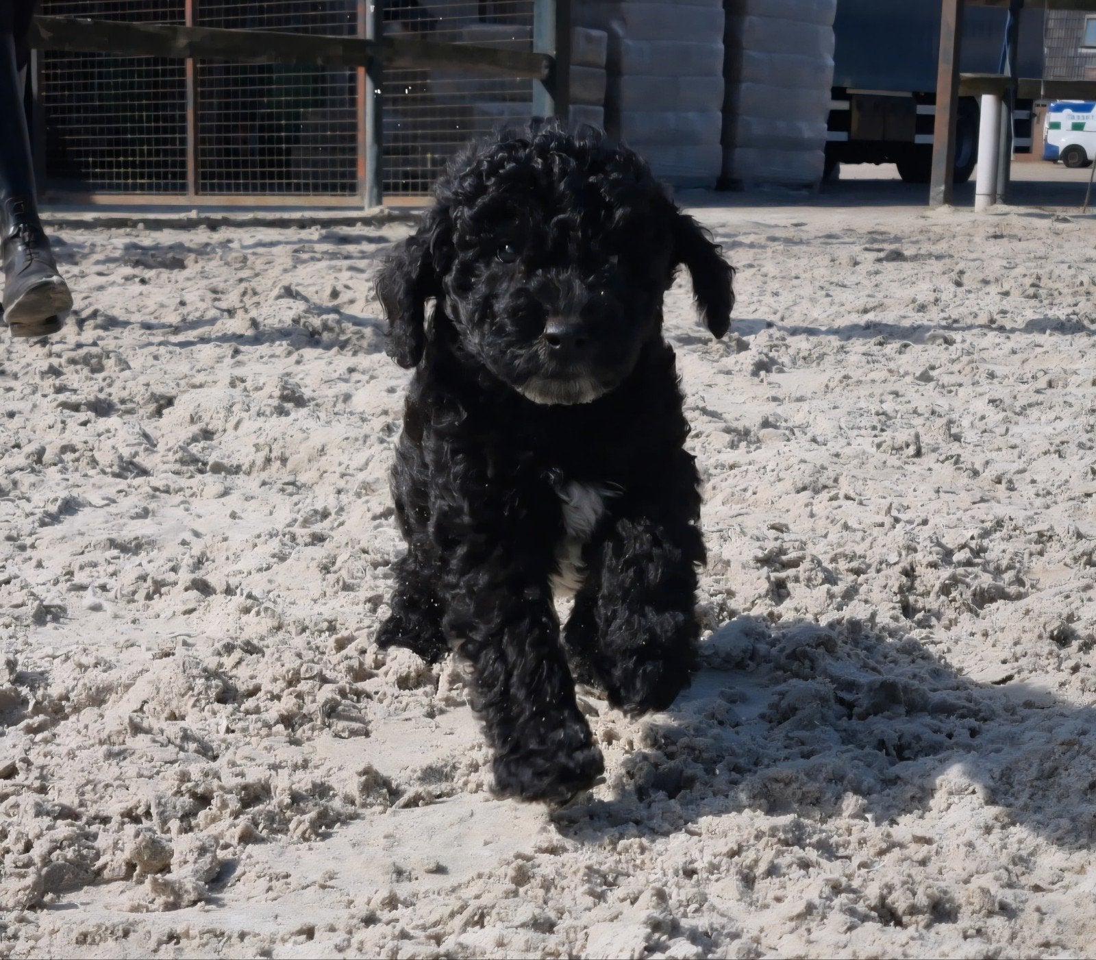 8 labradoodle pups te koop, 8 tot 15 weken, Meerdere, Meerdere dieren, Nederland