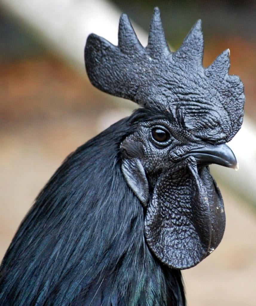BROEDEIEREN "AYAM CEMANI" MEEST GEPIGMENTEERDE KIP, Dieren en Toebehoren, Pluimvee, Geslacht onbekend, Kip