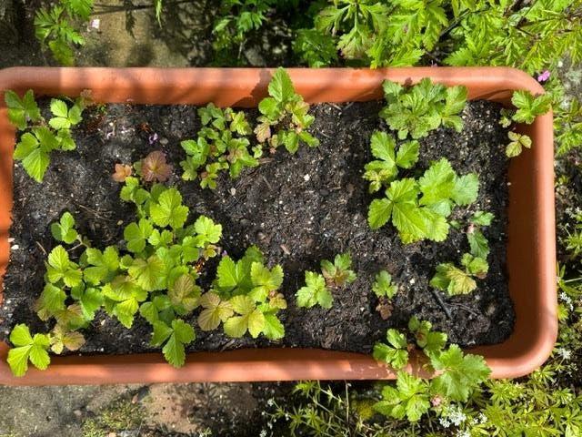 arctische braam plantjes, Tuin en Terras, Planten | Tuinplanten, Ophalen, Volle zon, Vaste plant, Fruitplanten