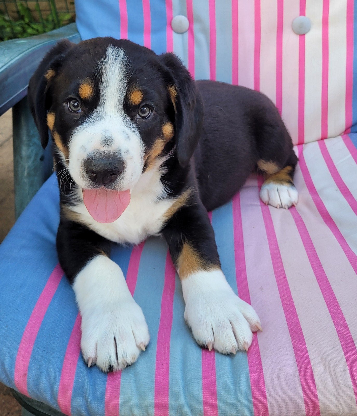 Entlebucher Sennenhond pup/  Cavalier King Charles Spaniel, Reu, 8 tot 15 weken, CDV (hondenziekte), Eén hond