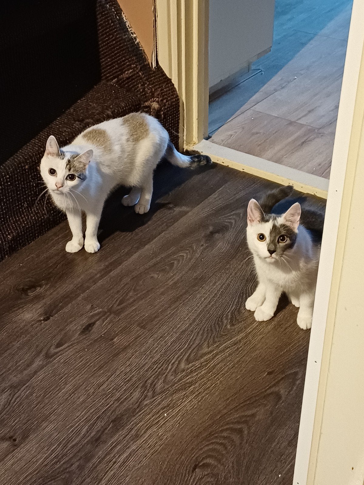 poes en kitten, Poes, Kortharig, 0 tot 2 jaar