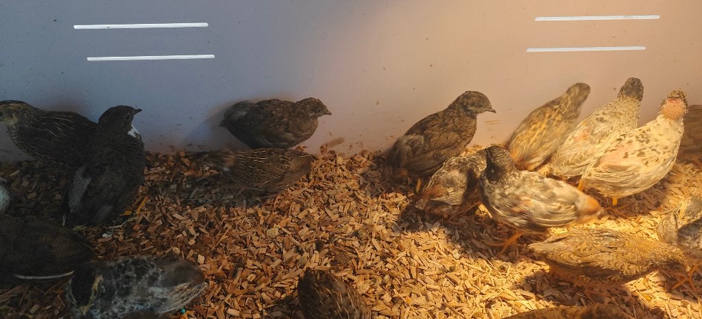 Chinese dwerg kwartels., Meerdere dieren, Overige soorten