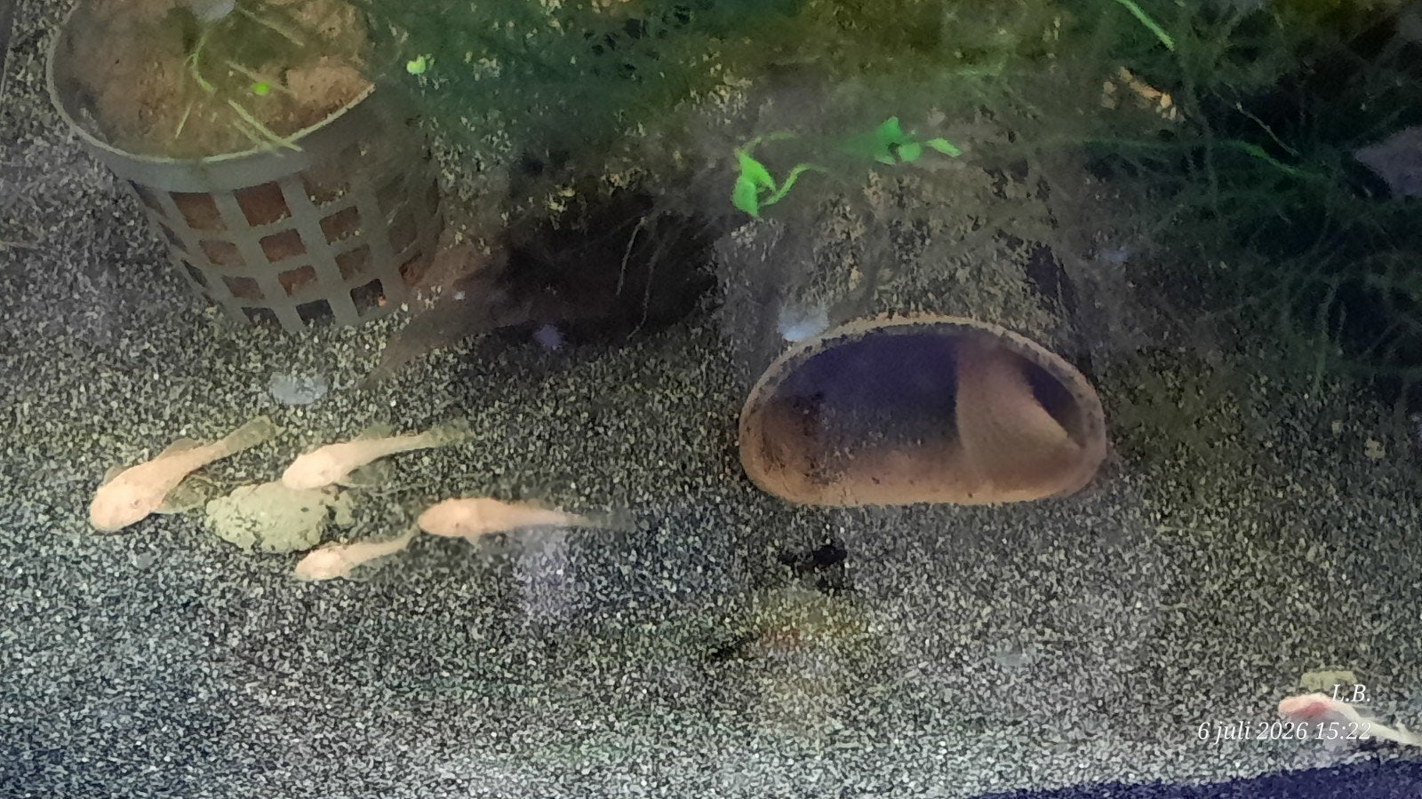 Jonge Algeneters, Vis, Zoetwatervis