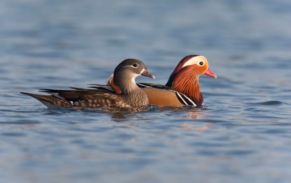 Diverse siereenden te koop, Meerdere dieren, Eend