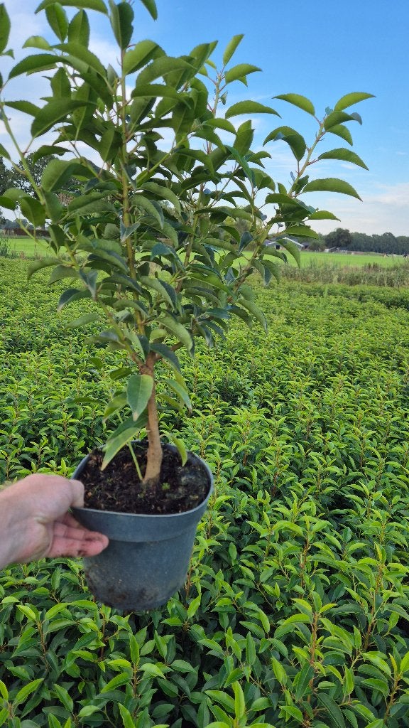 Portugese laurieren voor haag, Tuin en Terras, Ophalen, Laurier, Haag, Minder dan 100 cm