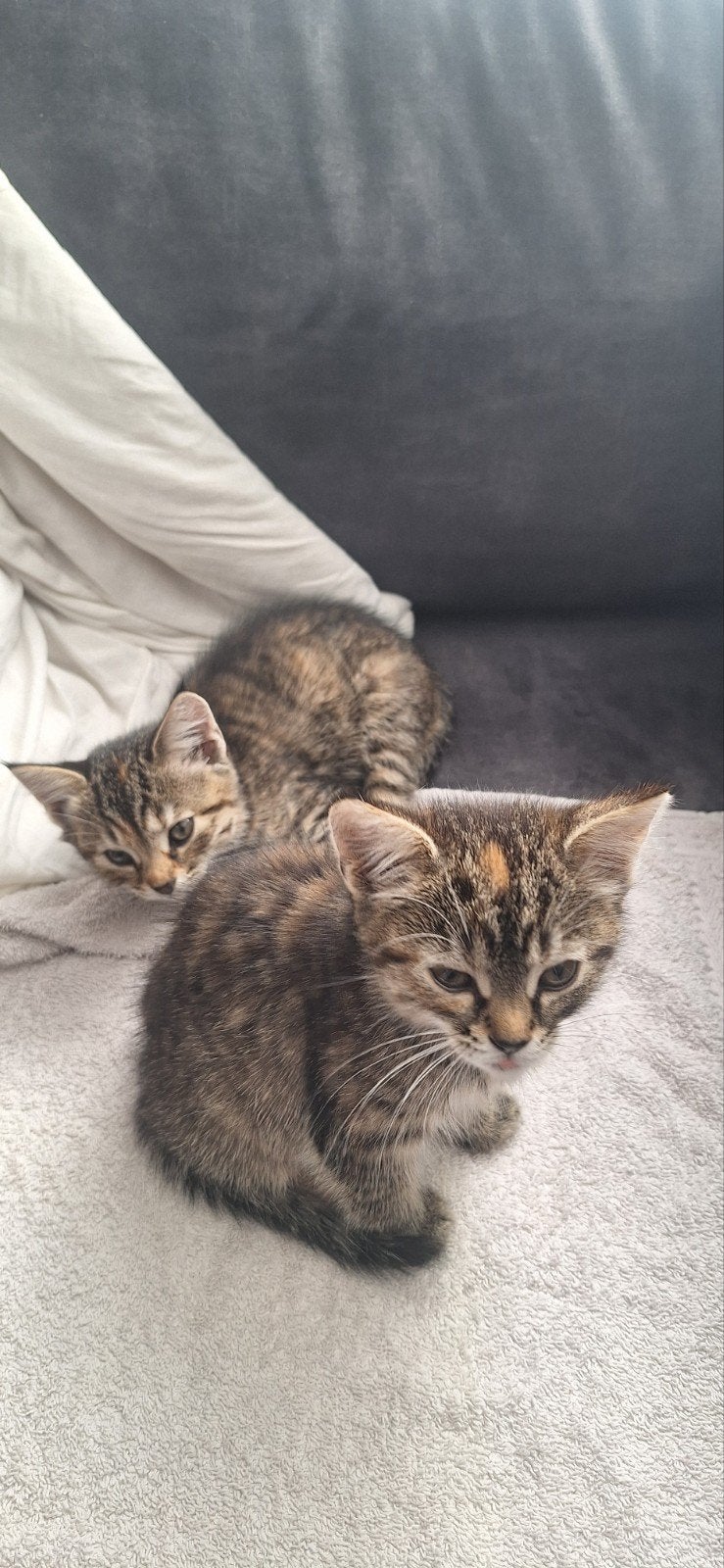 2 jonge kittens cypers moeder langharig, Poes, Kortharig, 0 tot 2 jaar