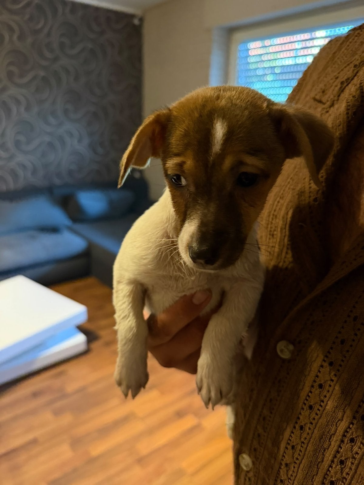 Jack russel pup, CDV (hondenziekte), Jack Russell Terriër, 8 tot 15 weken, Teef