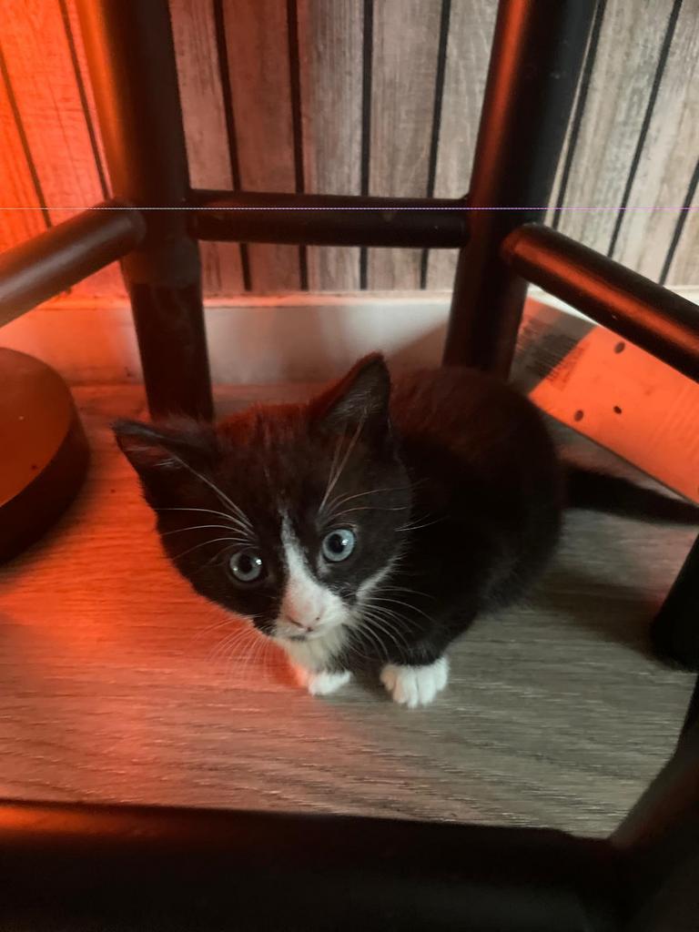 Kittens, Meerdere dieren, Ontwormd