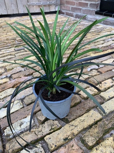 Prachtige zwarte slangenbaard planten, 'Ophiopogon 'Niger', Bodembedekkers, Vaste plant, Ophalen of Verzenden, Halfschaduw