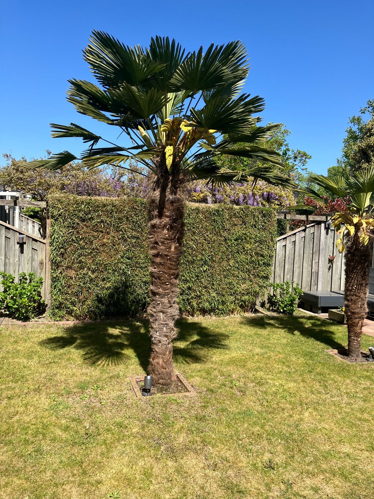 Grote Trachycarpus Wagnerianus Palmbomen - Winterhard!, Volle zon, Vaste plant, Lente, Ophalen