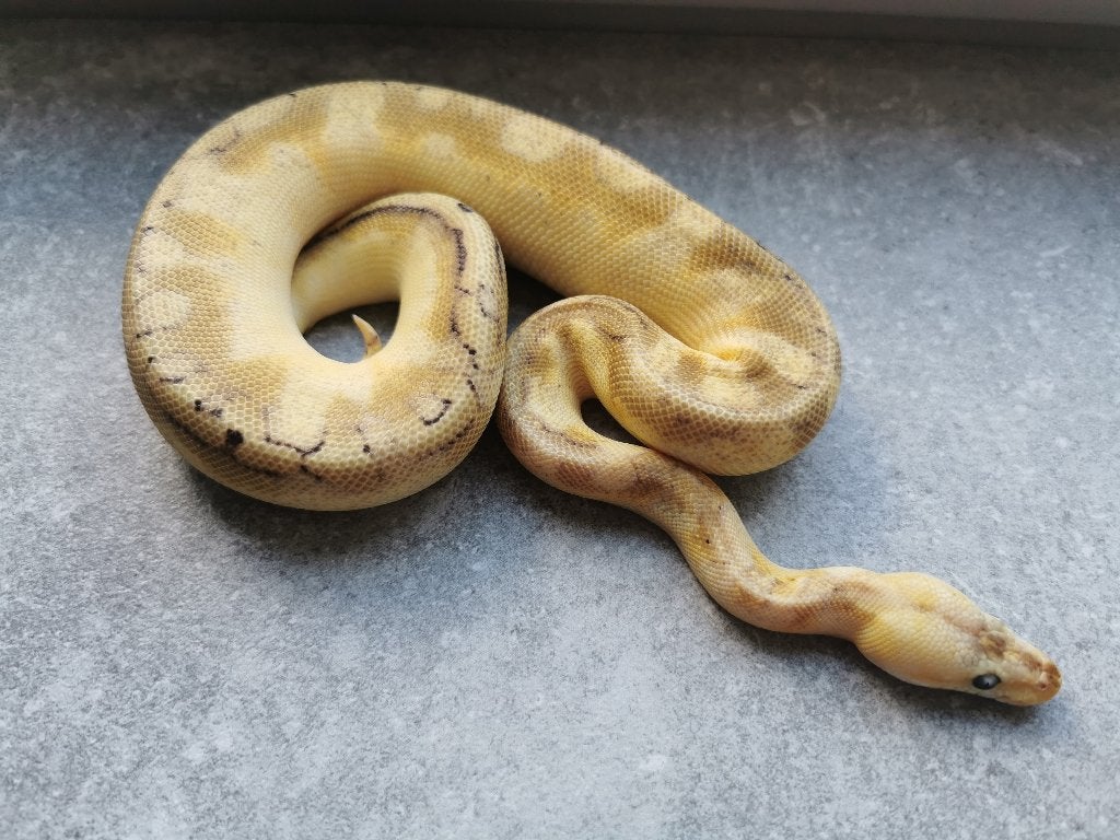 0.1 Champagne Enchi Pastel Koningspython Ball Python photo 3