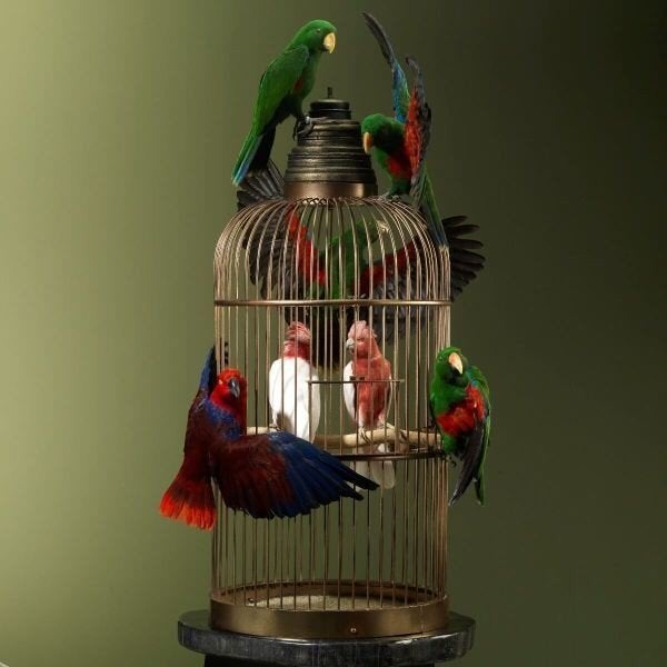 gratis vogels gezocht!!!!, Meerdere dieren