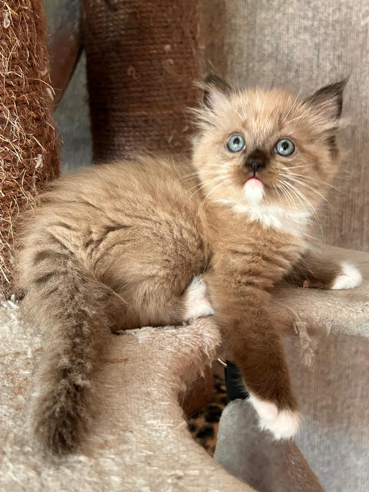 Prachtige raszuivere Ragdoll kittens, Dieren en Toebehoren, Katten en Kittens | Raskatten | Langhaar, Meerdere dieren, Ontwormd