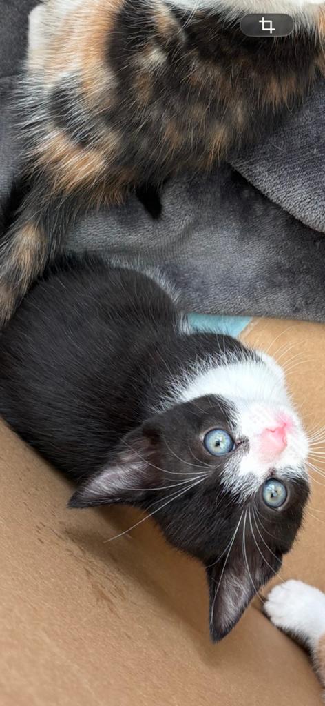 Kittens, Dieren en Toebehoren, Katten en Kittens | Overige Katten, Kater