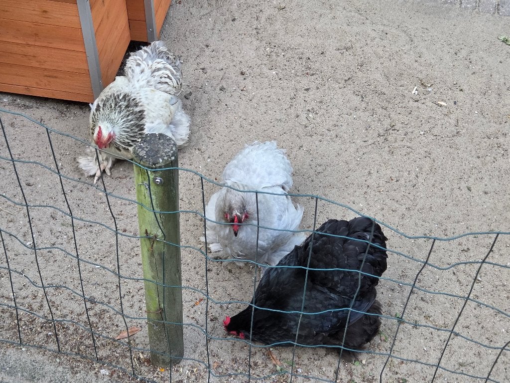 Mooie Cochin krielkippen, Dieren en Toebehoren, Pluimvee, Vrouwelijk, Kip
