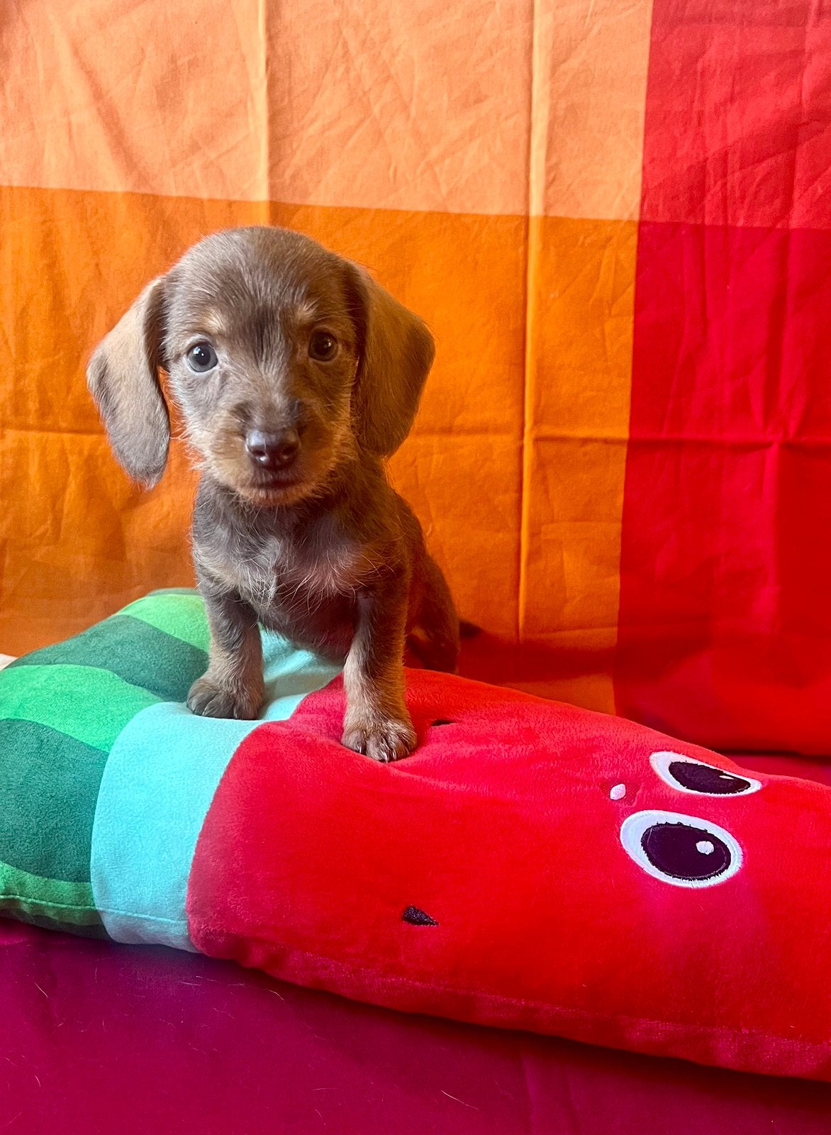 🐶 super schattige dwergteckel dwerg teckel pups 💛🧡💜💚, Dieren en Toebehoren, Parvo, 8 tot 15 weken, Korthaar, Dwerg