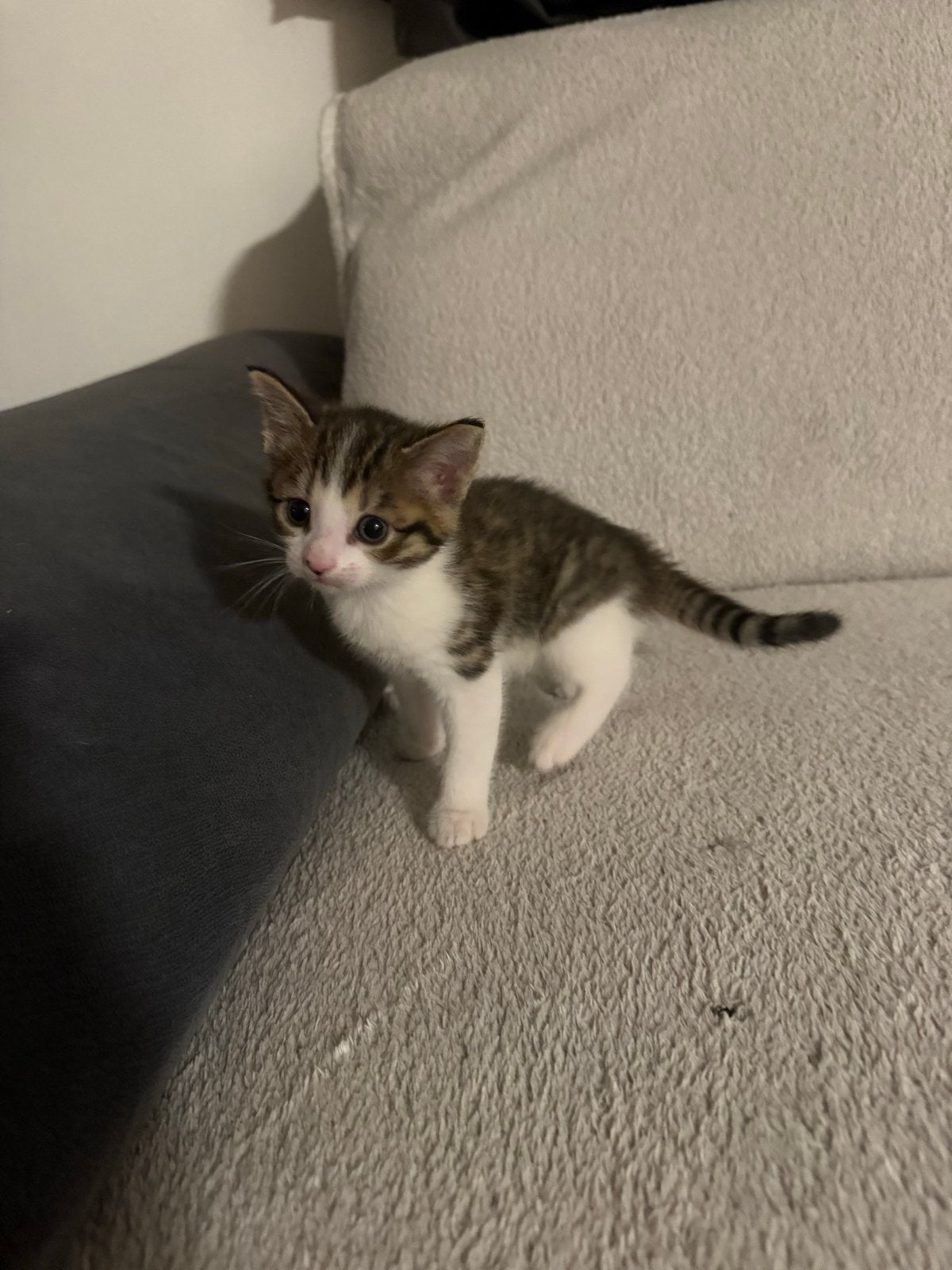 Kittens tekoop