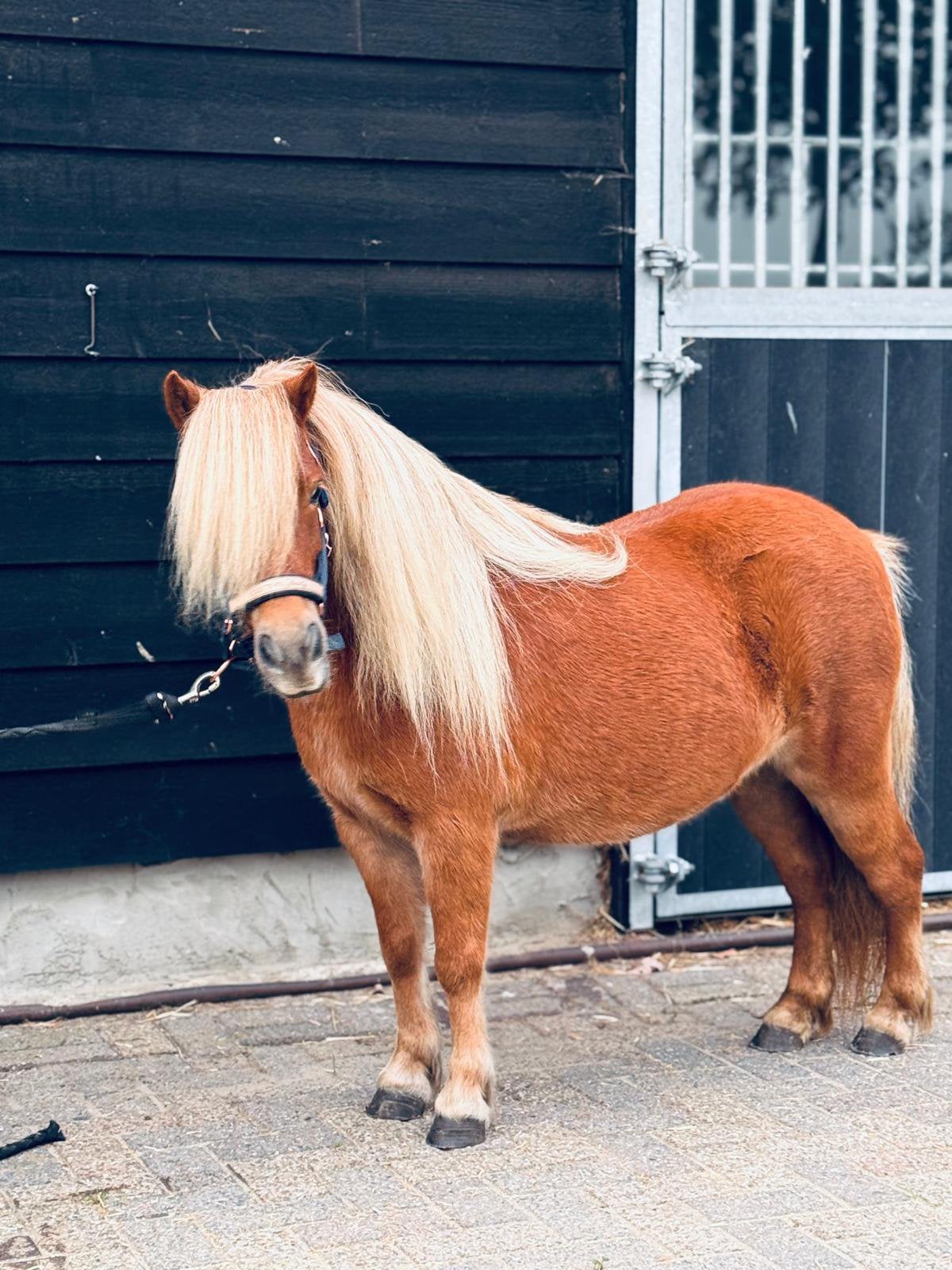 🩷🐴Prachtige stamboek merrie🐴🩷, Merrie, Met stamboom, Niet van toepassing, A pony (tot 1.17m)