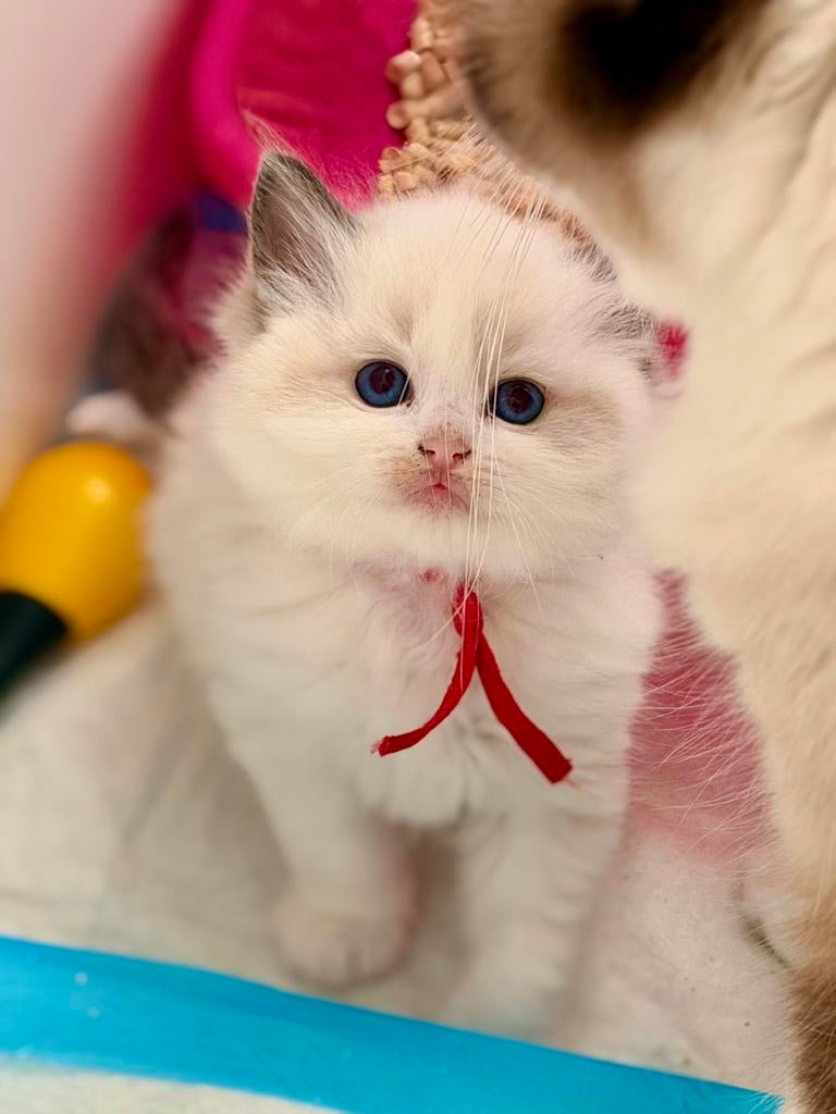 Ragdoll kitten met stamboom(fokken), Meerdere dieren, Met stamboom, 0 tot 2 jaar