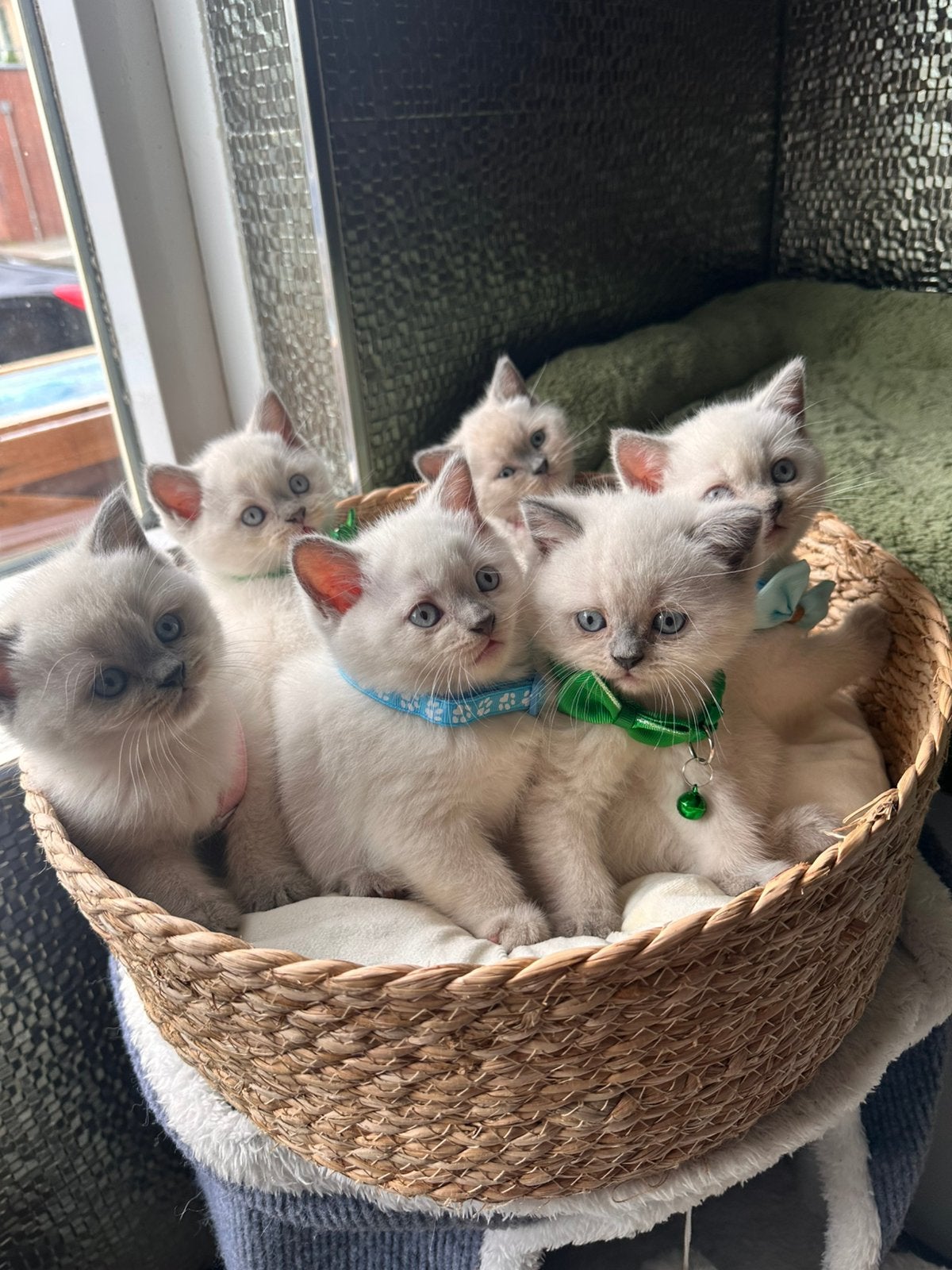 Britse Korthaar kittens met stamboom–Blue Point &Lilac Point, Meerdere dieren, Met stamboom