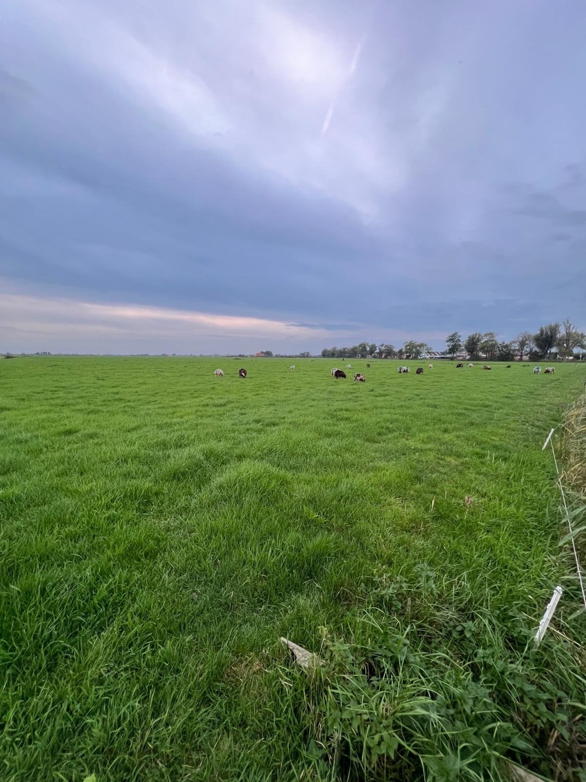 gezocht landbouwgrond / weide voor schapen, Dieren en Toebehoren
