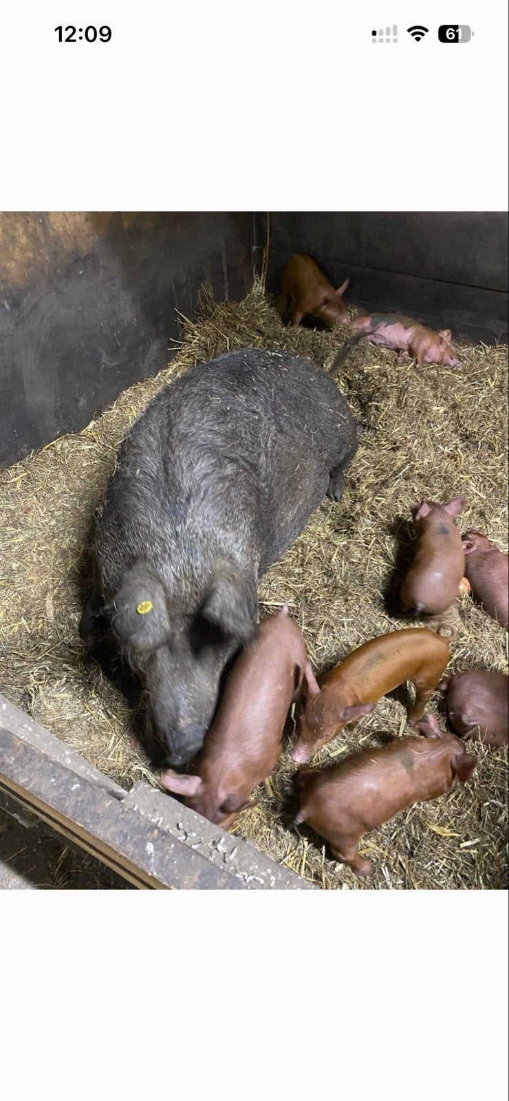 Fokzeug te koop, Dieren en Toebehoren