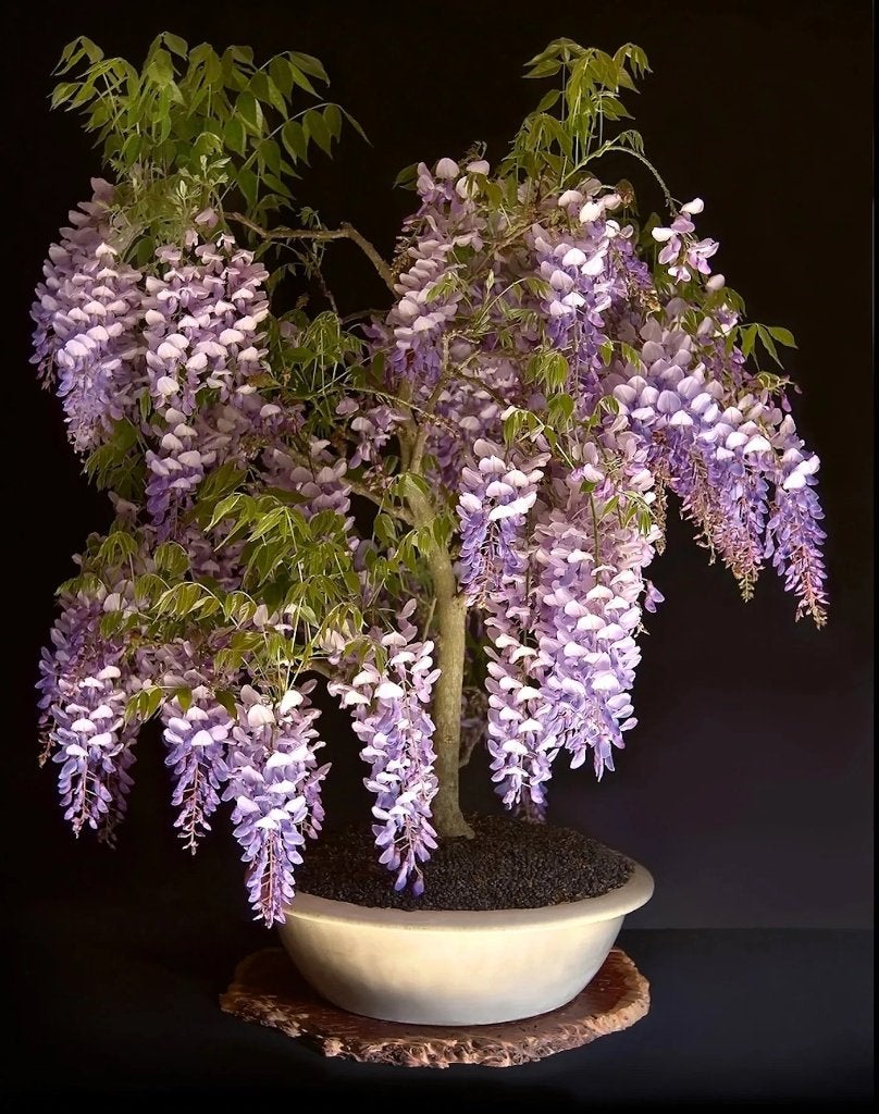 Paarse Wisteria Bonsai zaadjes, Verzenden, Halfschaduw