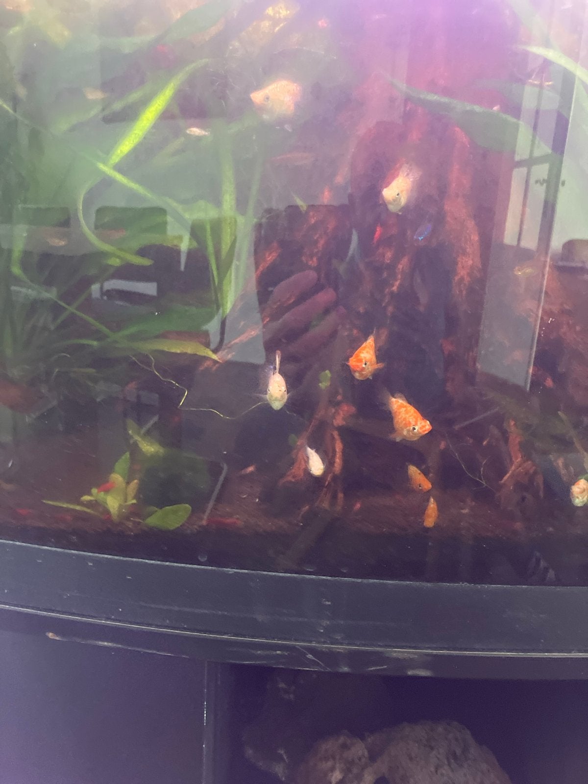 Molly, Dieren en Toebehoren, Vissen | Aquariumvissen, Vis