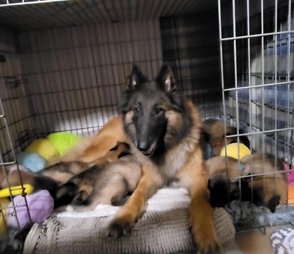Tervuerense herder- puppy-Belgisch herder-pup, Parvo, 8 tot 15 weken, Teef, Meerdere