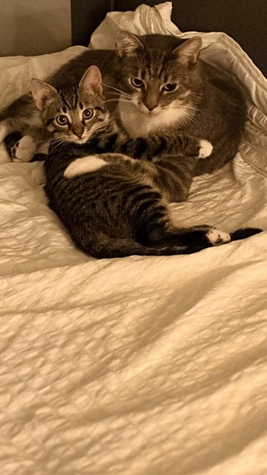 2 lieve katertjes uit een nest van 8, Kater, Ingeënt, 0 tot 2 jaar