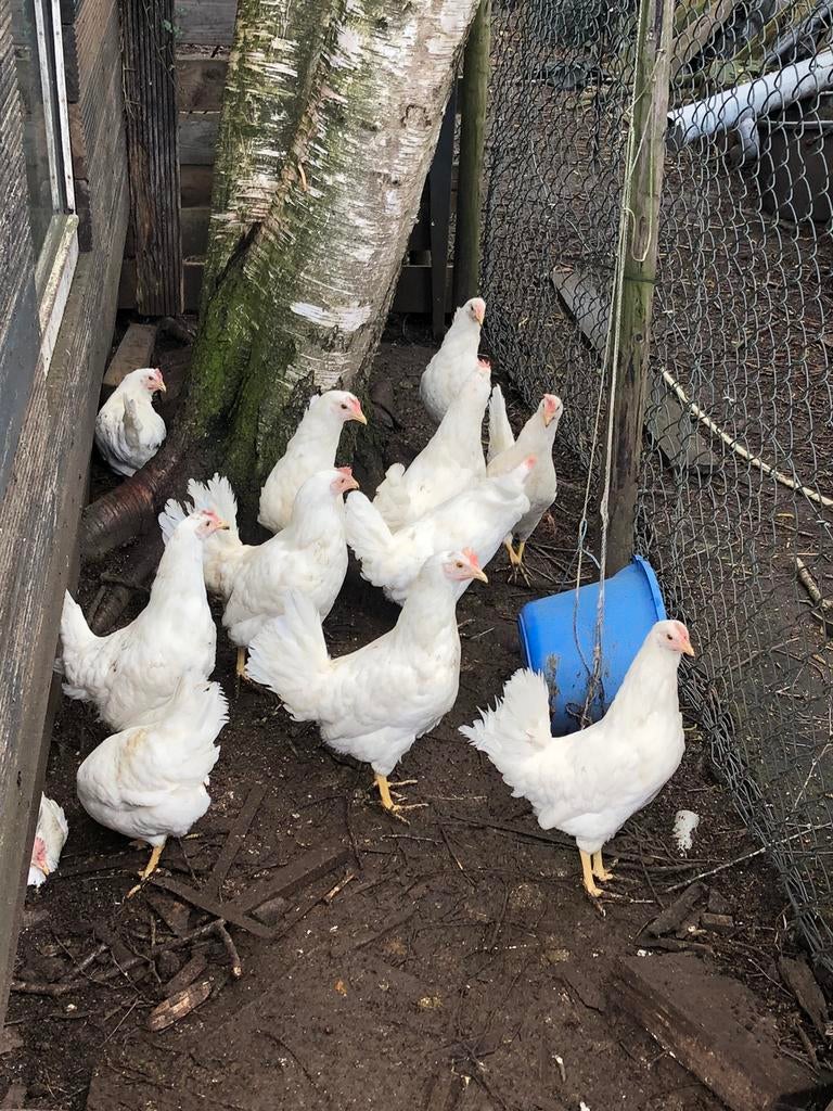 Witte leghennen jonge 21 week, Dieren en Toebehoren, Pluimvee, Vrouwelijk, Kip