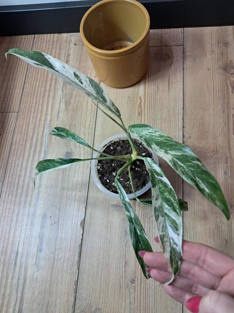 Rhaphidophora megasperna variegata/ tetrasperma variegata, Huis en Inrichting, Kamerplanten, Ophalen of Verzenden, Halfschaduw