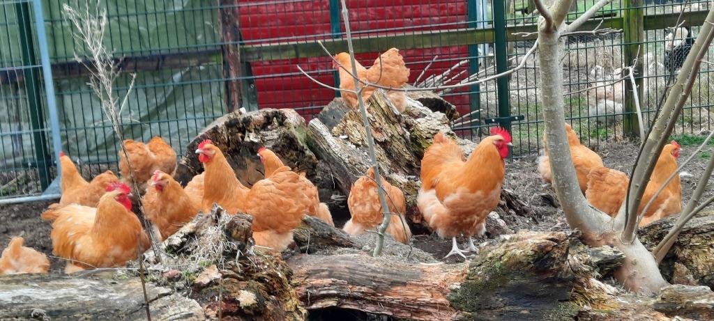 TKP: broedeieren van Ayam C. Duitse Faverolles,Orpington etc, Dieren en Toebehoren, Pluimvee, Meerdere dieren, Kip