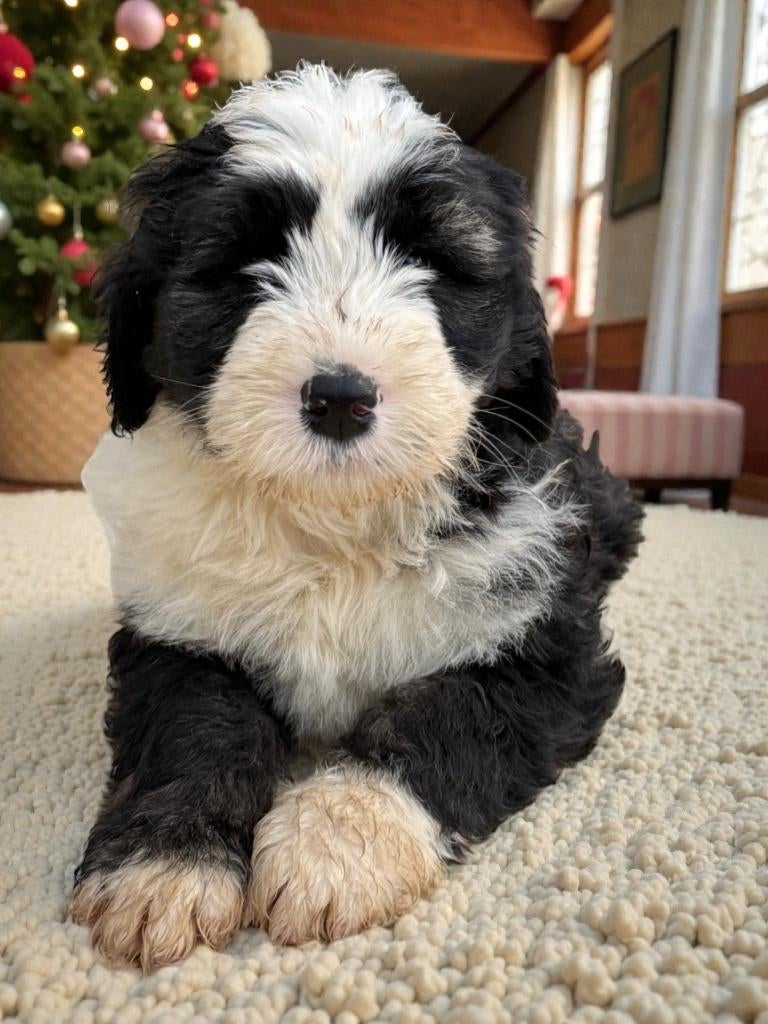 zeldzame en zeer mooie barbado da terceira pups (3 x reu), Dieren en Toebehoren, Honden | Herdershonden en Veedrijvers, Meerdere dieren