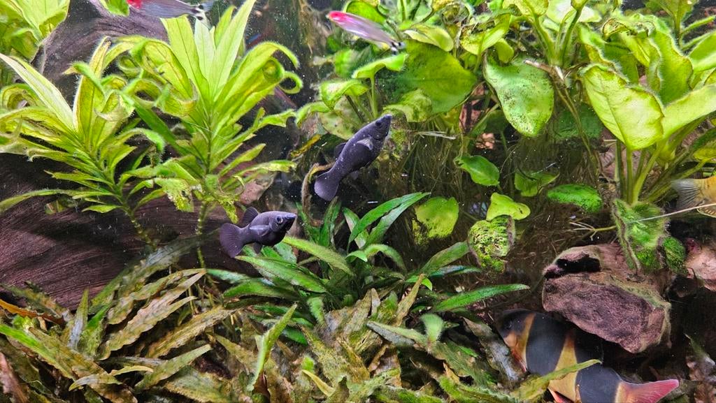 Black Molly, Dieren en Toebehoren, Vis