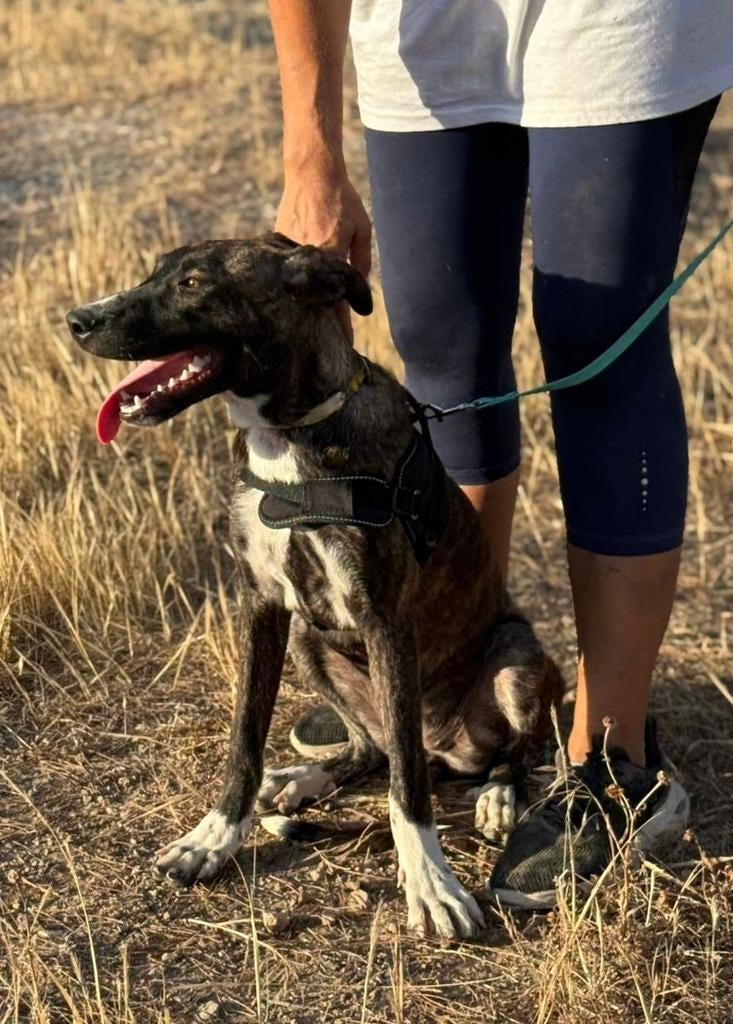 Zena verblijft in Cyprus, Dieren en Toebehoren, Honden | Niet-rashonden, 15 weken tot 1 jaar, Handelaar, Buitenland, Teef