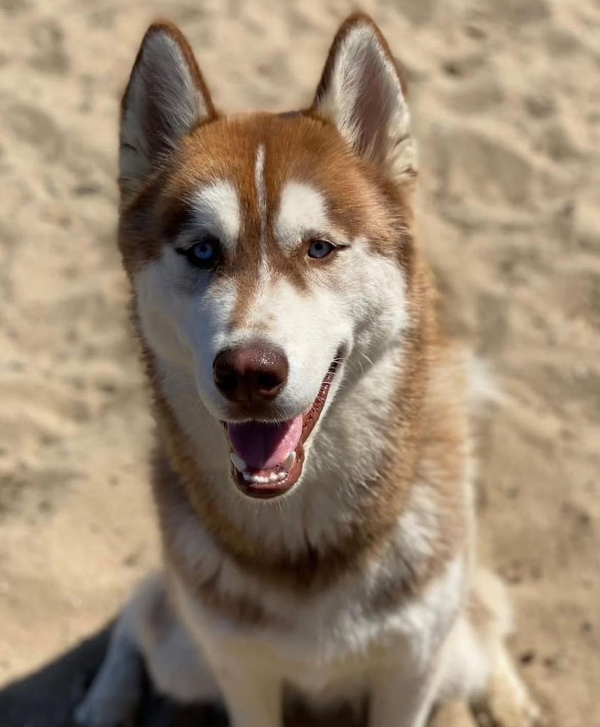 Siberische husky dekreu, Dieren en Toebehoren, Honden | Dekreuen, Reu, Eén hond, 3 tot 5 jaar, Nederland
