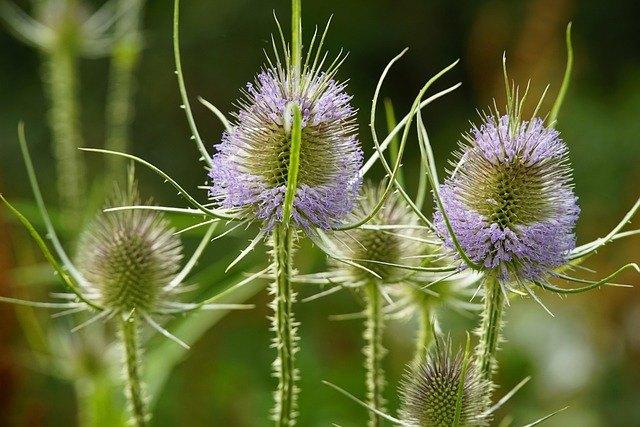 Grote kaardenbol - Dipsacus fullonum biologisch, Tuin en Terras, Tweejarig, Halfschaduw, Zomer, Ophalen
