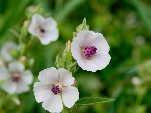 Bio zaden Echt heemst - Althaea officinalis | Inheems, Verzenden, Voorjaar, Halfschaduw, Zaad