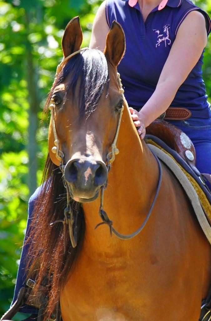 GGK Stempelhengst YANOUR HAYATI ox SPORT KEUR, Hengst
