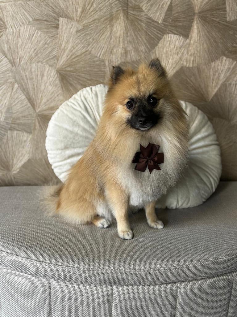 Dekreu kruising keeshondje pommeriaan, Dieren en Toebehoren, Reu, 1 tot 2 jaar, Eén hond, Nederland