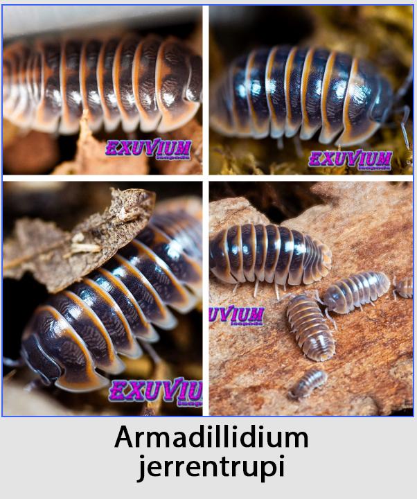 Armadillidium pissebedden kopen #2, Dieren en Toebehoren, Insecten en Spinnen, Overige soorten